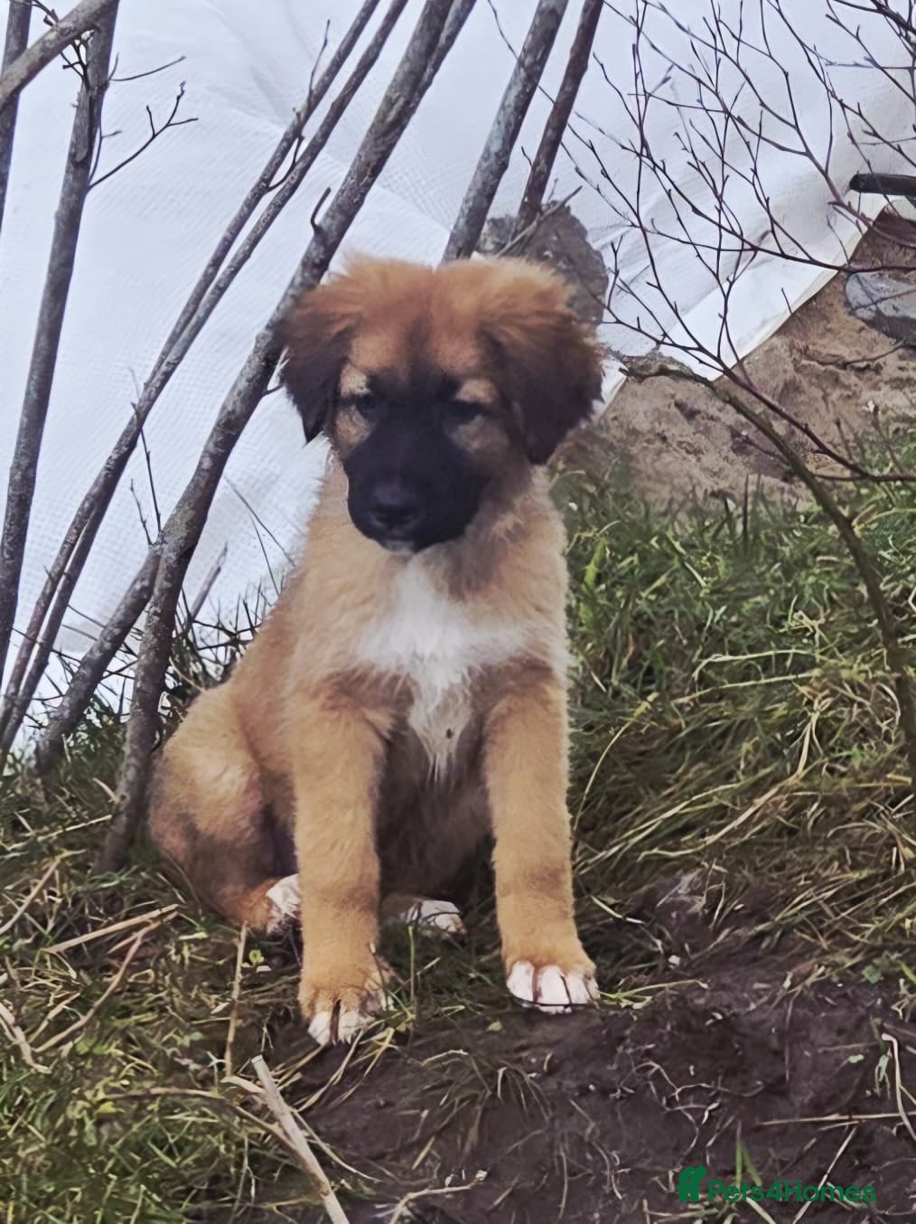 Mixed Breed dogs Highland Shepherd Puppies!!! - Advert 13