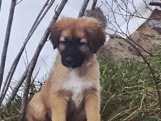 Mixed Breed dogs Highland Shepherd Puppies!!! - Advert 13