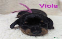 Miniature Dachshund dogs for sale: Miniature Smooth Dachshund Puppies - Image 4