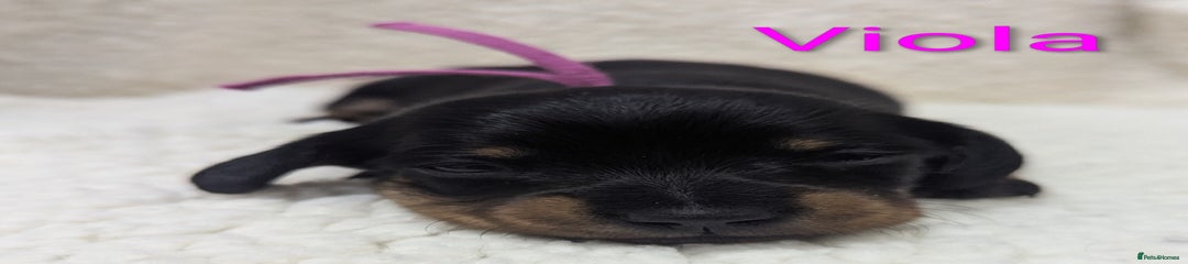 Viola - purple