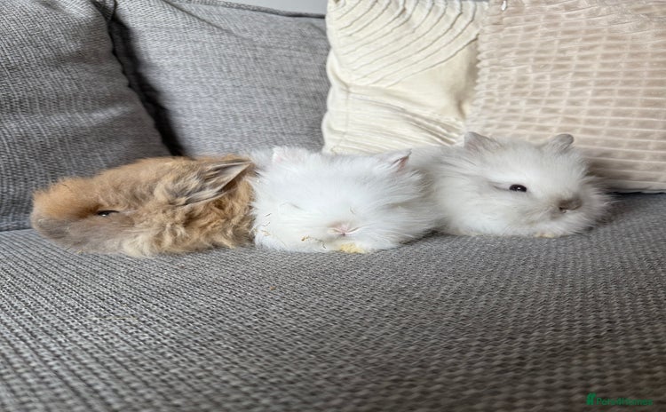 Lionhead rabbits in Swadlincote - Advert 7