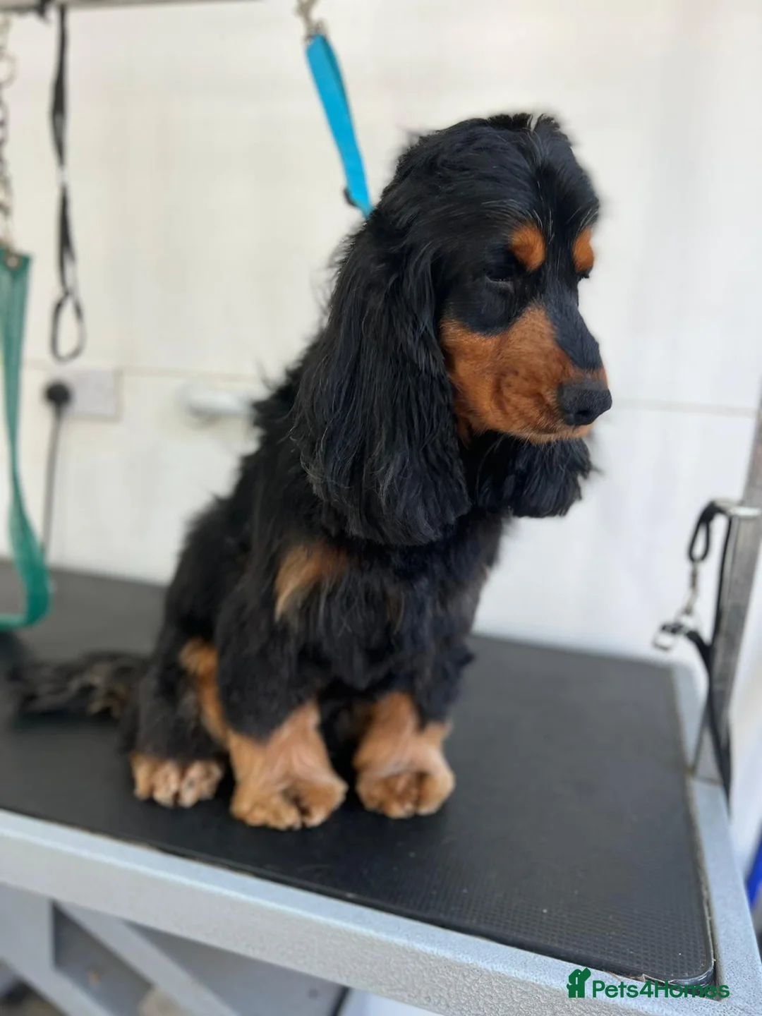 Cocker Spaniel dogs for sale: Show type Cocker spaniel puppies - Advert 9