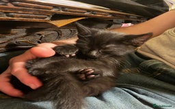 British Shorthair cats for sale: One black kitten left  - Image 4