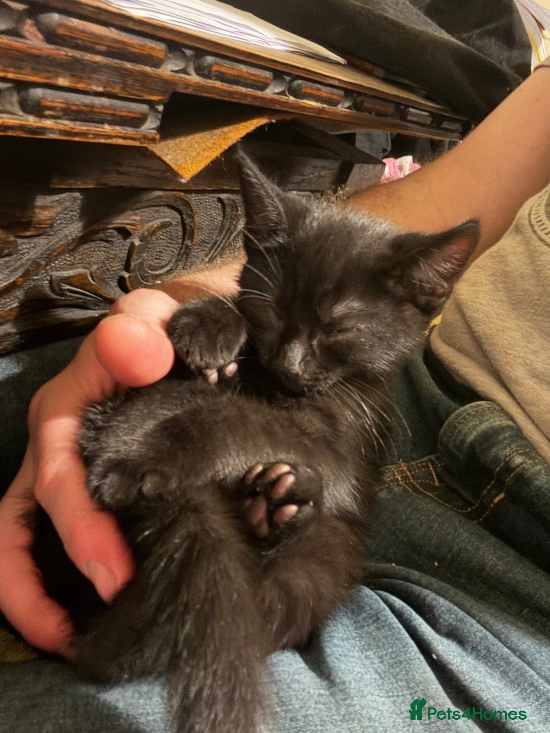 British Shorthair cats for sale: One black kitten left  - Image 4