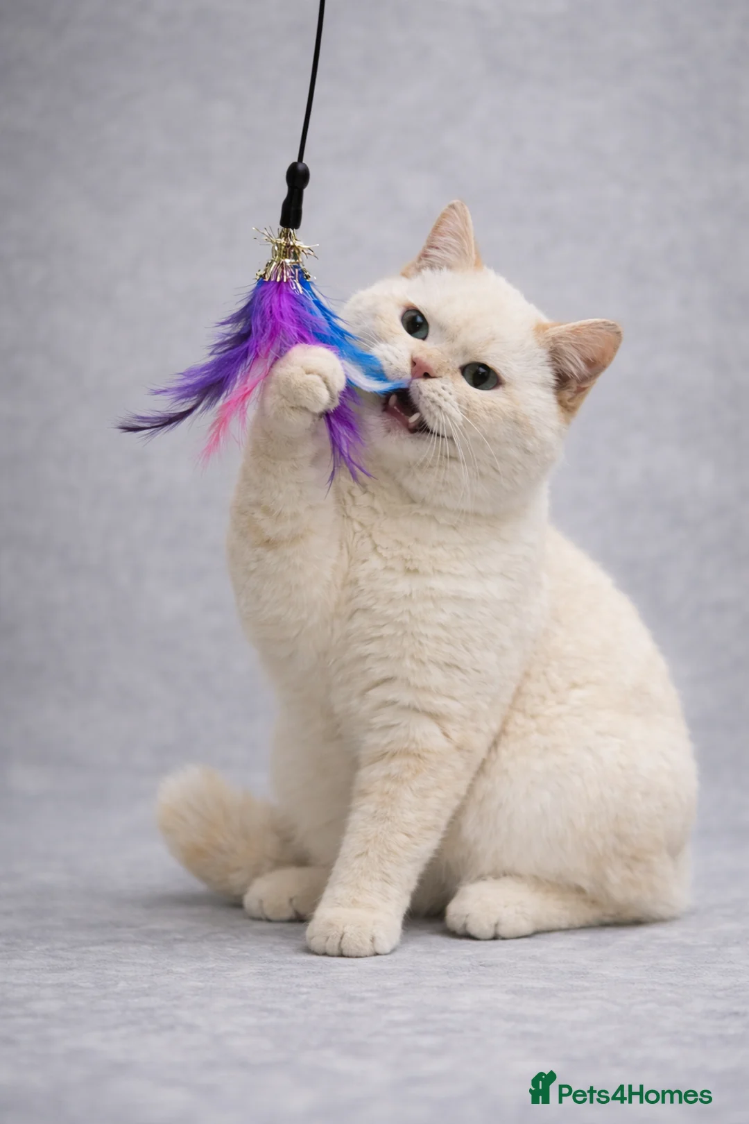 British Shorthair cats for sale: RARE Flame Point And Fawn Lilac British Shorthairs - Advert 5