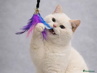 British Shorthair cats RARE NON NEUTERED Flame Point British Shorthair!!! - Advert 11