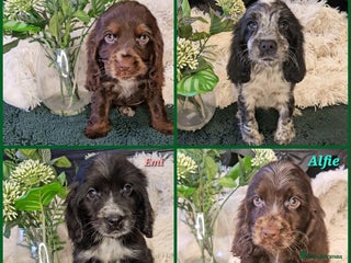Cocker Spaniel dogs Exceptional Pedigree Show Type English Cockers - Advert 2
