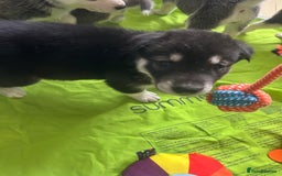 Siberian Husky dogs for sale: Beautiful husky puppies 2 girls & 4 boys left.  - Image 8
