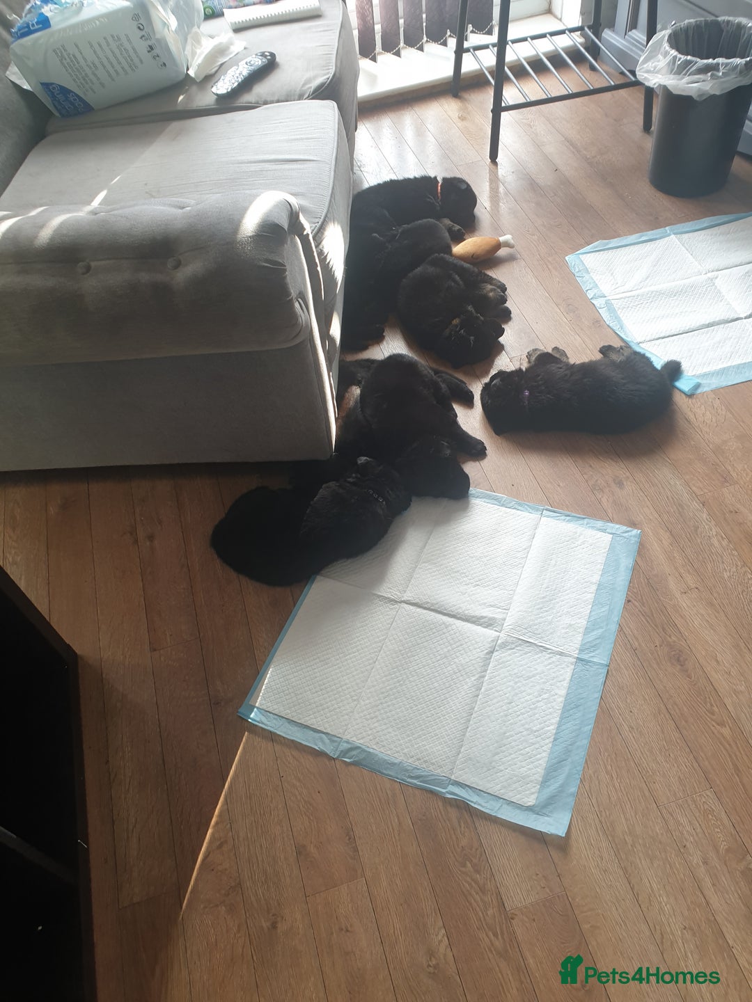 German Shepherd dogs for sale: German shepherd puppies  - Image 3