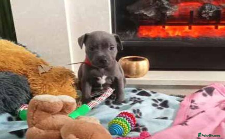 Staffordshire Bull Terrier dogs - Advert 2