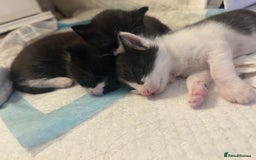 Mixed Breed cats for sale: 3 ragdoll mix kittens  - Image 19