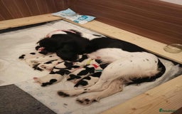 English Springer Spaniel dogs for sale: 🐶 Chunky Springer Spaniel Puppies 🏡 - Advert 1