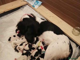 English Springer Spaniel dogs 🐶 Chunky Springer Spaniel Puppies 🏡 - Advert 3