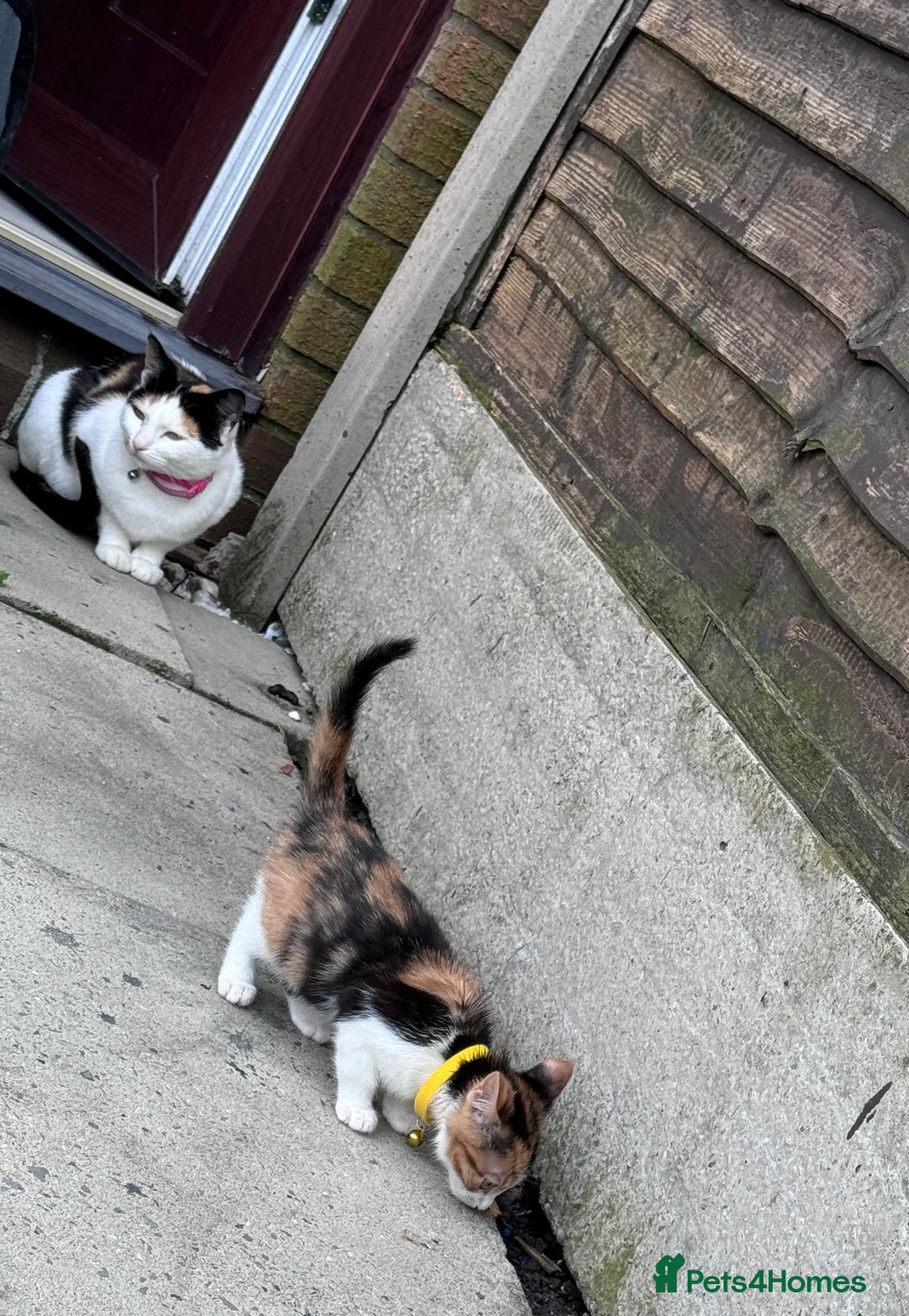 Mixed Breed cats for sale: 3 Kittens ready for new homes  - Advert 1