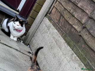 Mixed Breed cats Kittens ready for new homes - Advert 1