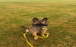 Belgian Shepherd Dog dogs for sale: Belgian mallinos pup - Image 12