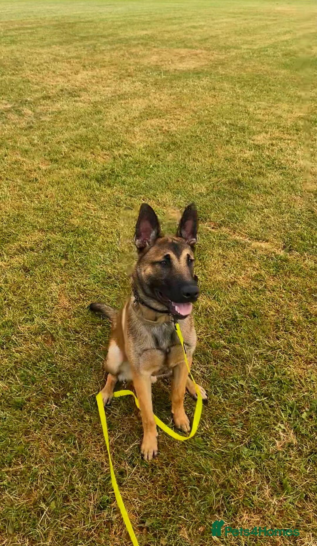 Belgian Shepherd Dog dogs for sale: Belgian mallinos pup - Image 12
