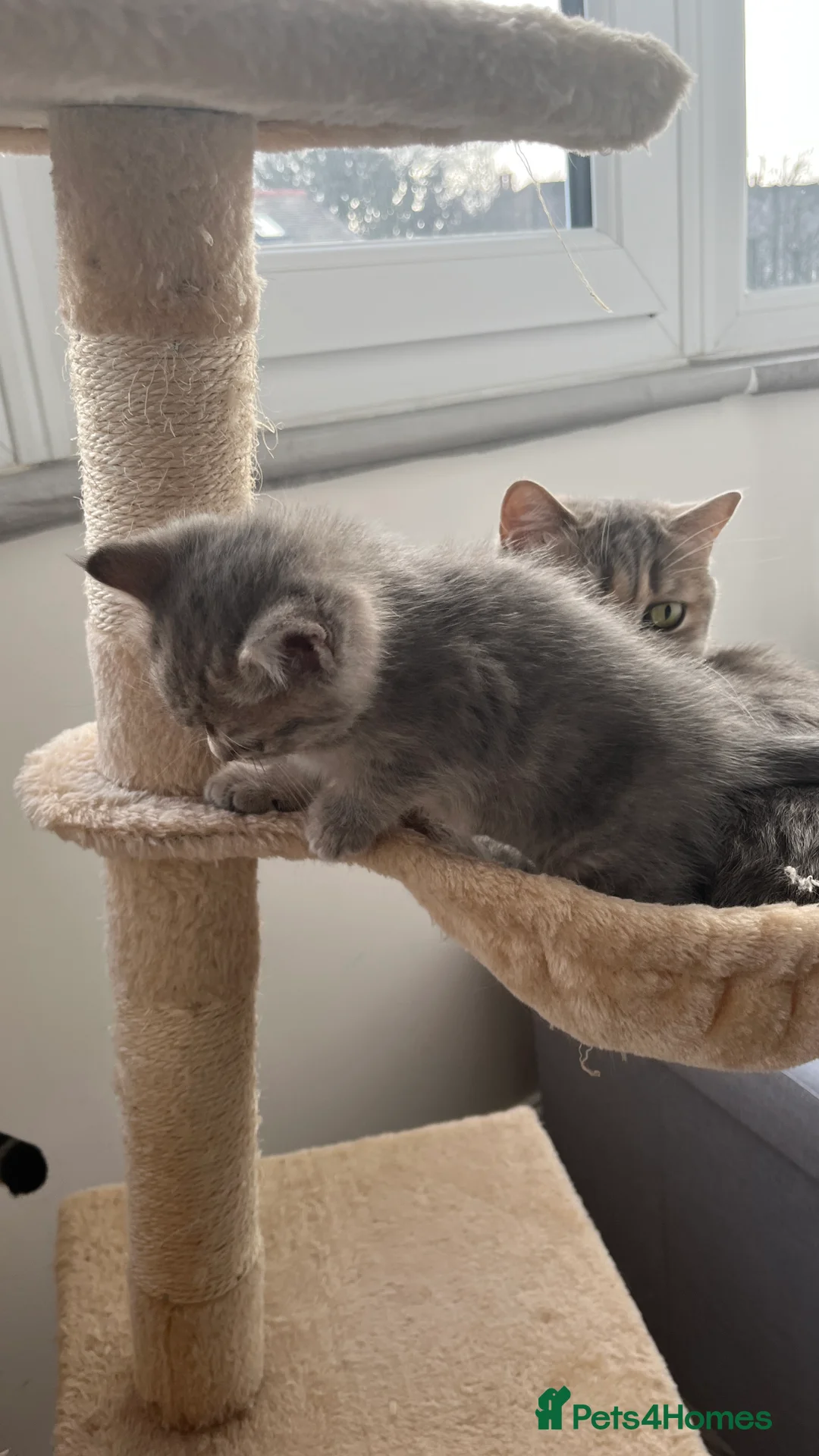 Scottish Fold cats for sale: Lovely kitten - Advert 3