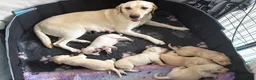 Labrador Retriever dogs for sale: Gorgeous Labrador puppies - Advert 2