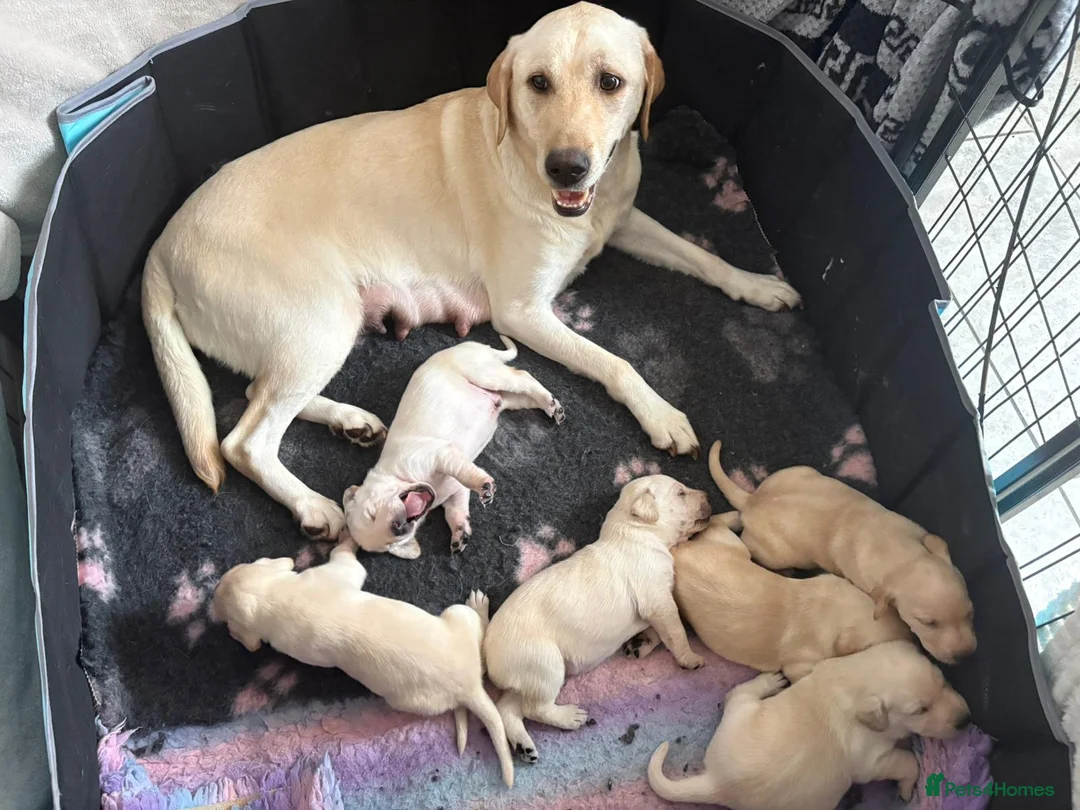 Labrador Retriever dogs for sale: Gorgeous Labrador puppies - Advert 2