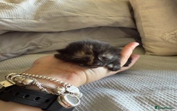 Mixed Breed cats for sale: 5 kittens  - Image 4