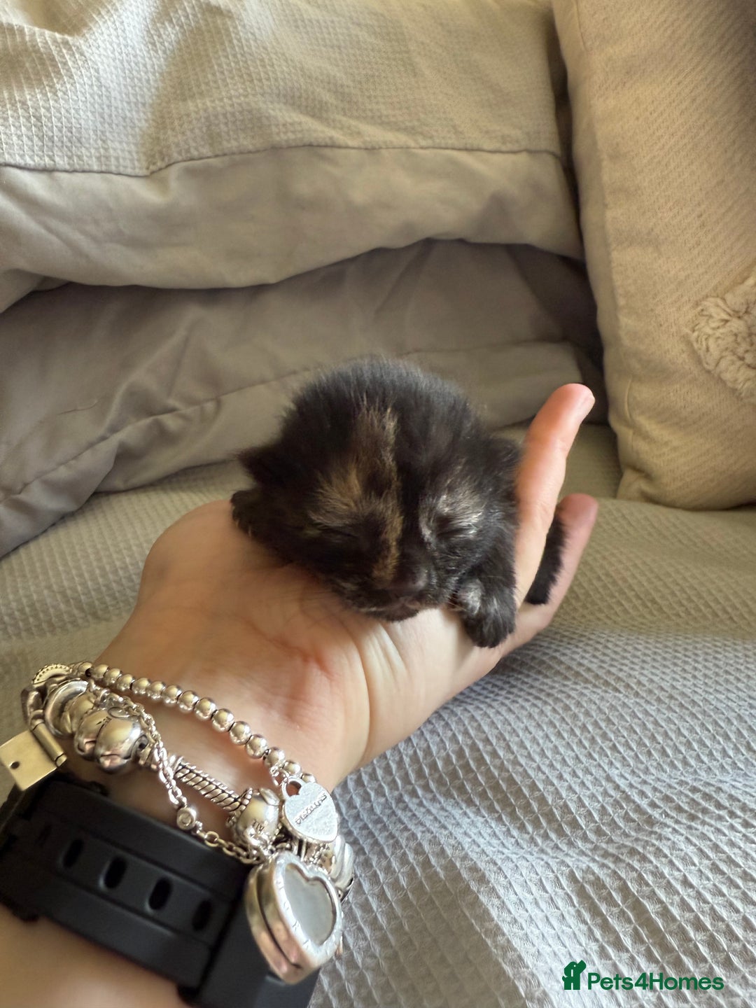 Mixed Breed cats for sale: 5 kittens  - Image 4