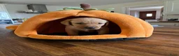 Labrador Retriever dogs for sale: Fox red Labrador  - Advert 12