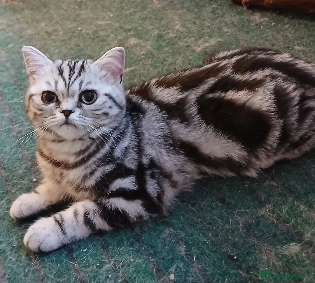 British Shorthair cats for sale: Bsh. Active Silver Classic Tabby. - Advert 4