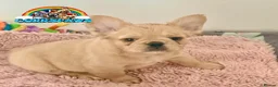 French Bulldog dogs for sale: Last adorable female cream Fluffy French Bulldogs  - Advert 2