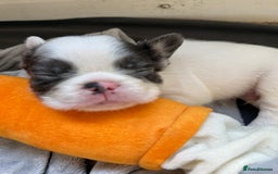 French Bulldog dogs for sale: Fluffy French Bulldogs 4 boys left  - Image 9