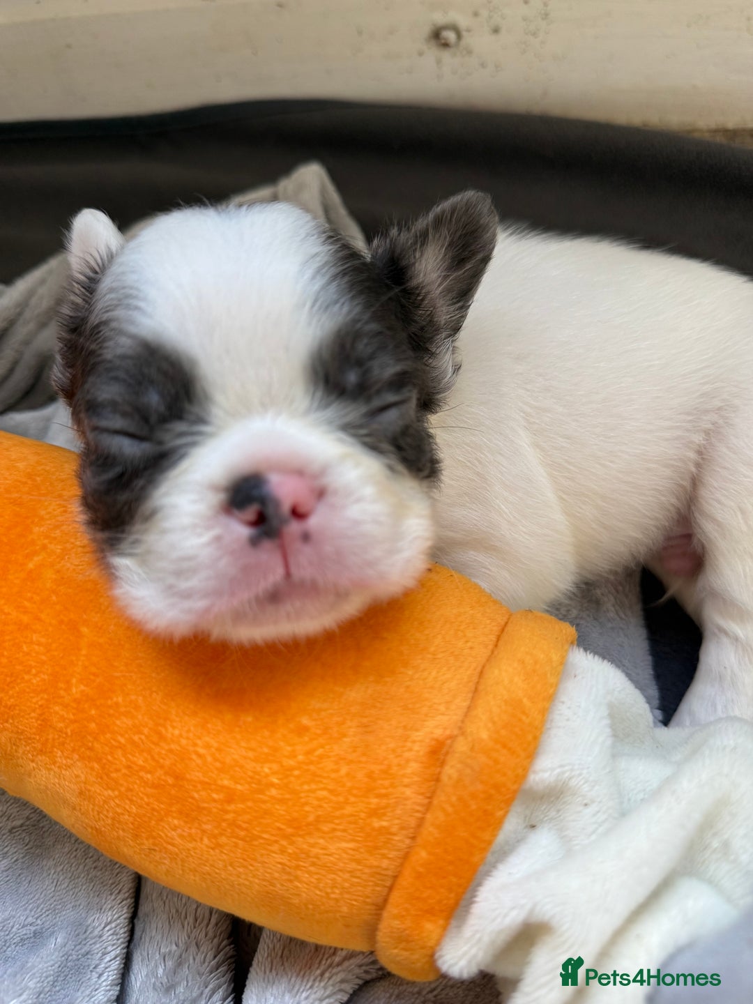 French Bulldog dogs for sale: Fluffy French Bulldogs 4 boys left  - Image 9