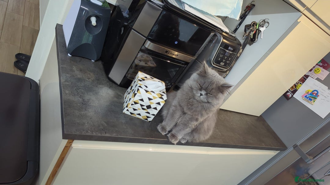 British Longhair cats for sale: Beautiful cat Luna looking for a loving home. - Advert 10