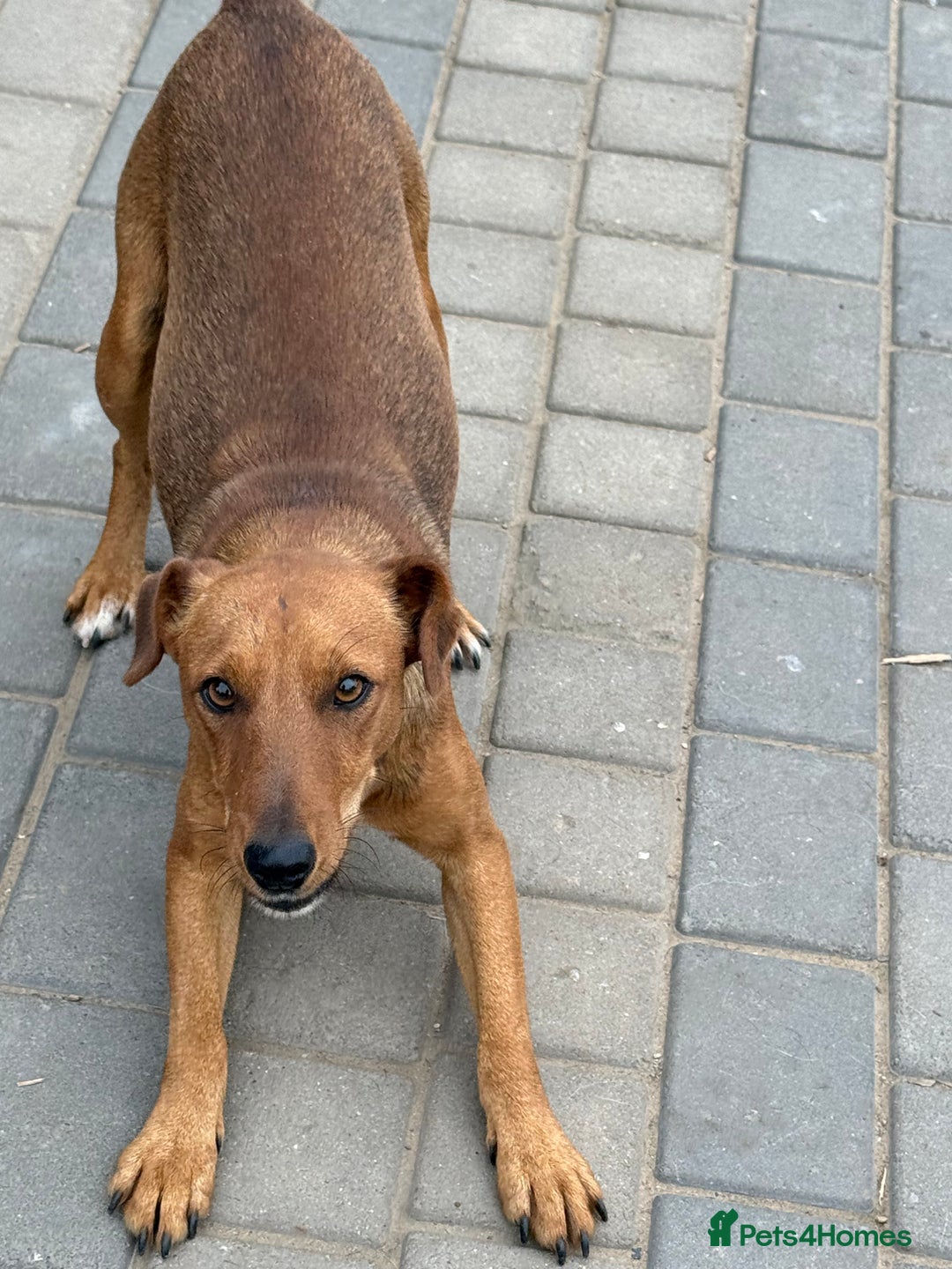 Fox Terrier dogs for adoption: Sweet Felix Needs LOVE - Advert 4