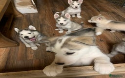 Utonagan dogs for sale: Husky x malamute  - Image 12