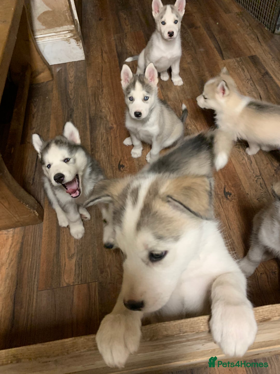 Utonagan dogs for sale: Husky x malamute  - Image 12