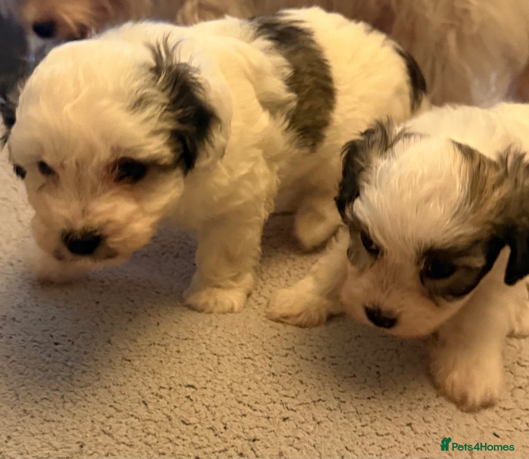 Maltipoo dogs for sale: Tiny Parti Maltipoo Puppies - Image 9