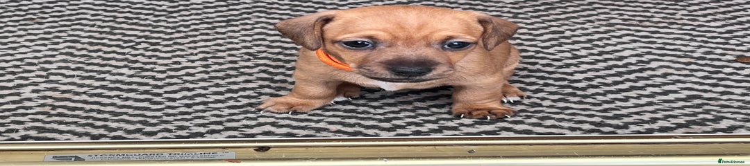 Mixed Breed Puppy 4