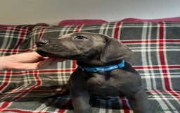 Great Dane dogs for sale: Great Dane puppies - Image 25