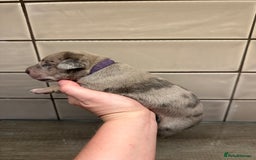 Mixed Breed dogs for sale: Staff x cane corso merle and grey pups for sale  - Image 11
