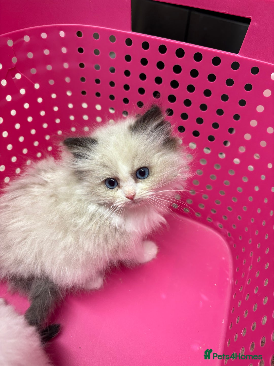 Ragdoll cats for sale: Genuine Ragdoll kittens from pedigree parents.  - Advert 13