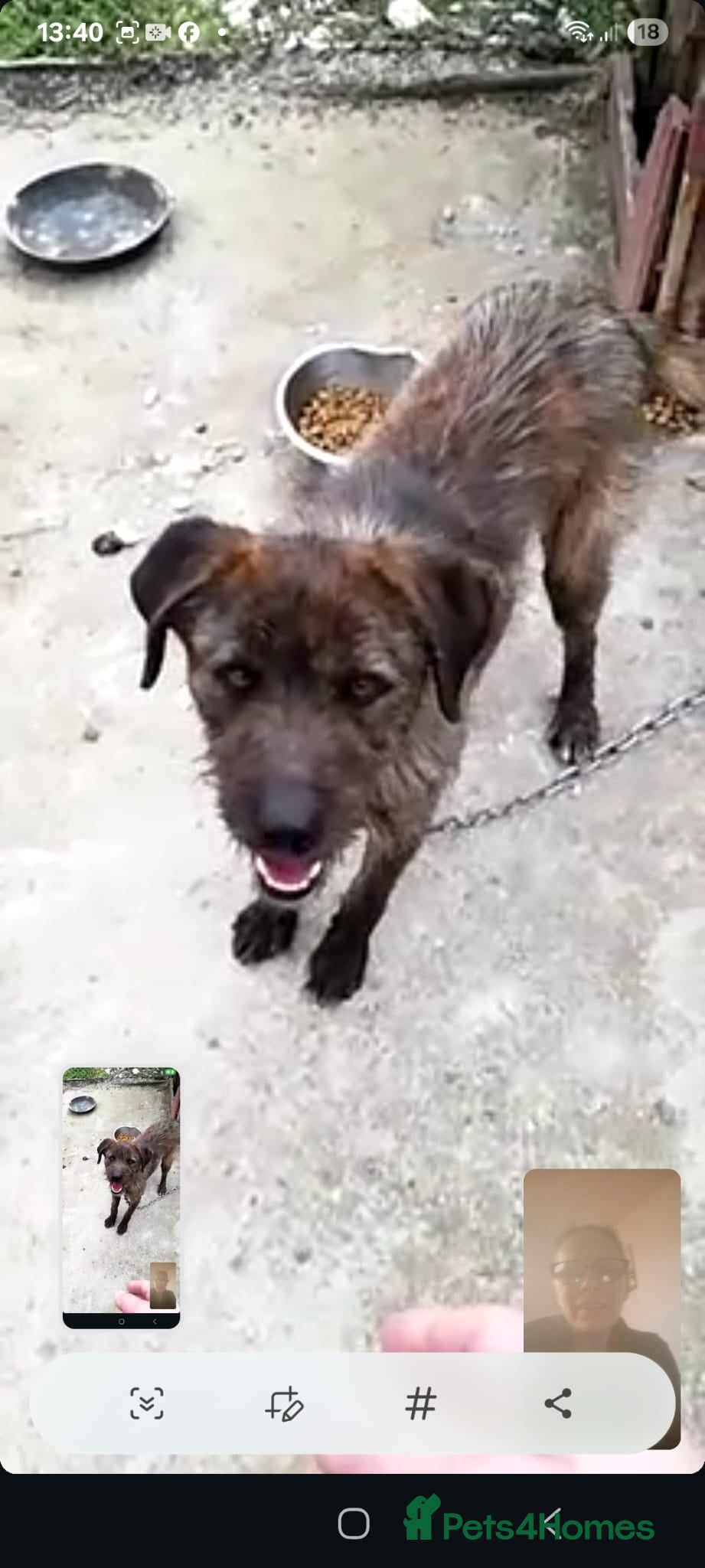 Mixed Breed dogs Meet Dutch ❤️‍🩹 - Advert 1