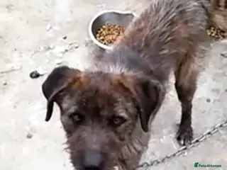 Mixed Breed dogs Meet Dutch ❤️🩹 - Advert 1