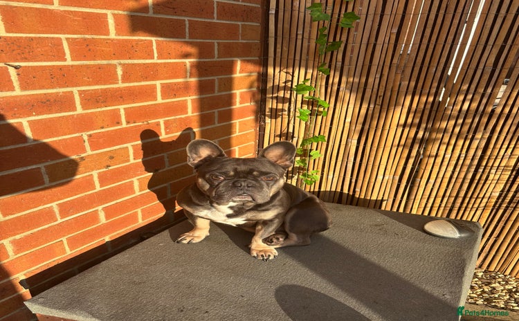 French Bulldog dogs - Advert 12