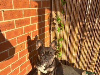 French Bulldog dogs - Advert 7