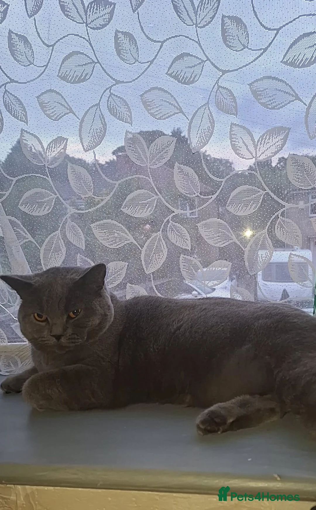 British Shorthair cats for sale: Female and male British shorthair in Huddersfield - Advert 2