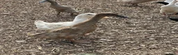 Ducks poultry for sale: Female ducks at point of lay - Advert 9