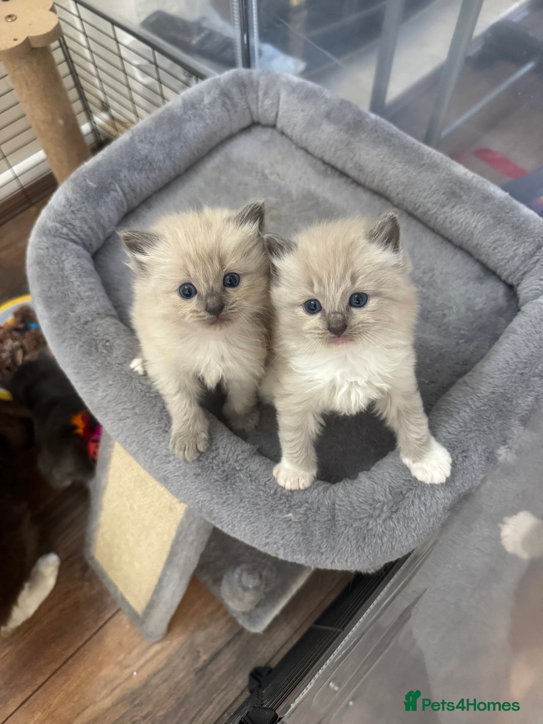 Ragdoll cats for sale: Tica Solid, Blue and Blue Mink Ragdolls - Advert 4