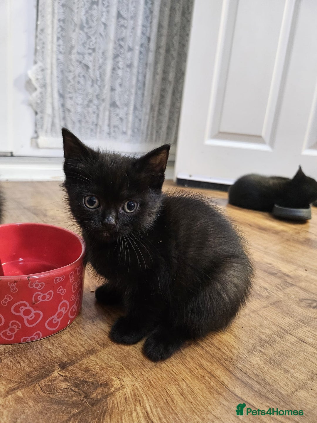 Mixed Breed cats for sale: Mixed short hair £30 - Advert 4