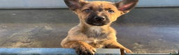 Mixed Breed dogs for sale: Kelpie x Collie puppies - Advert 7