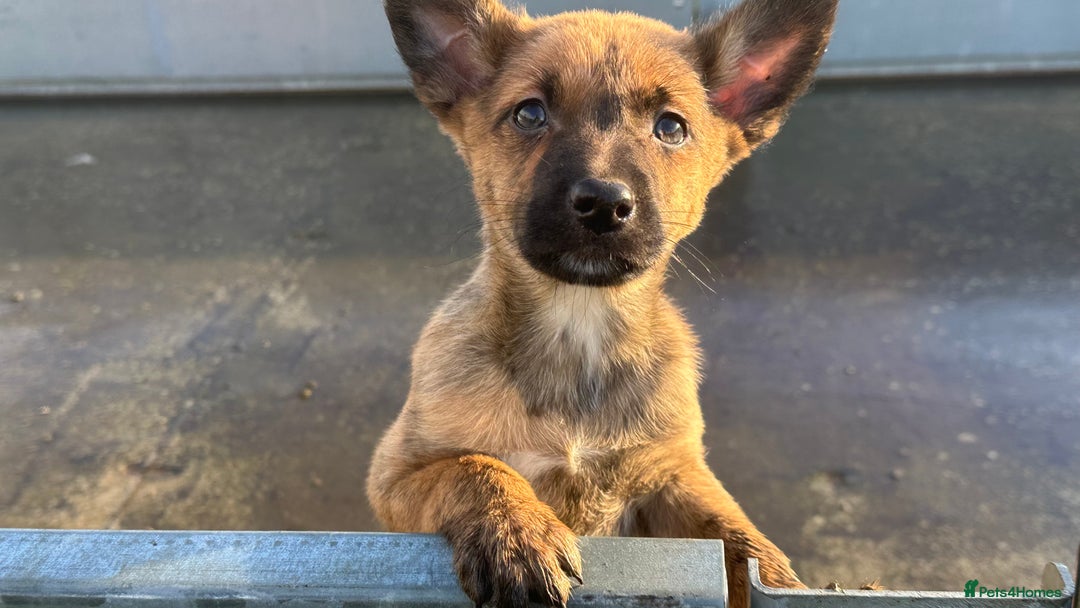 Mixed Breed dogs for sale: Kelpie x Collie puppies - Advert 7